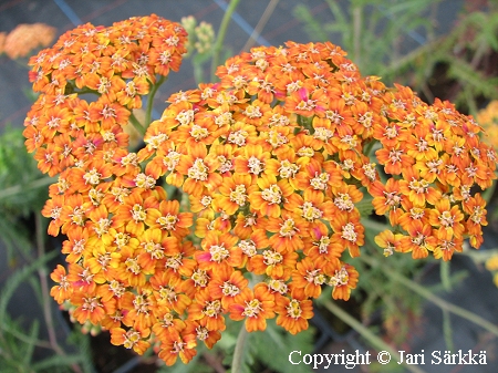 Achillea 'Terracotta', tarhakrsm